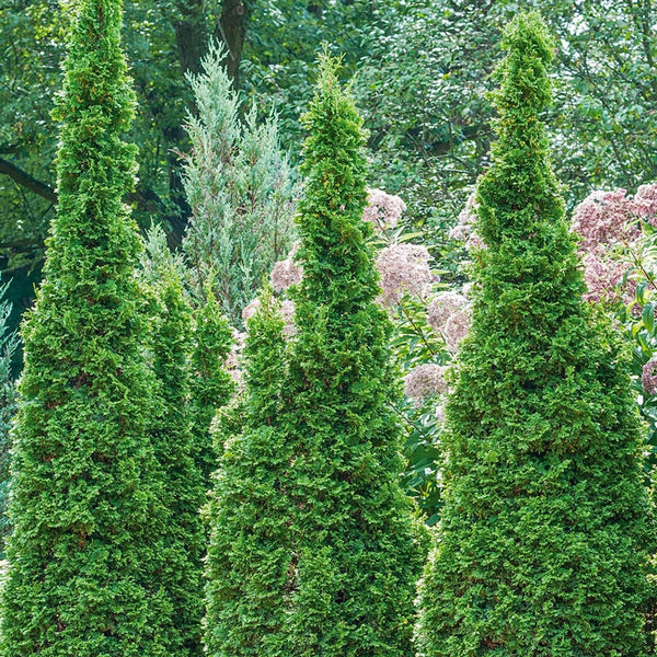 Degroot's Spire Upright Arborvitae Hedge - 10 Plants - 1-2 ft | THUJA OCCIDENTALIS 'DEGROOT'S SPIRE' | Zone 2-7 | Full Sun