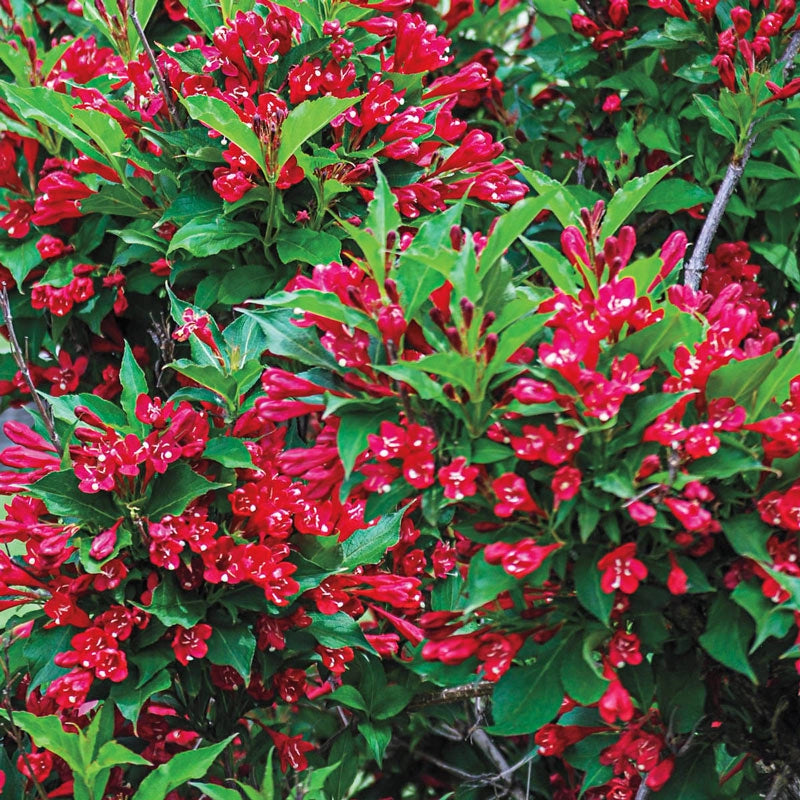 Red Prince Weigela