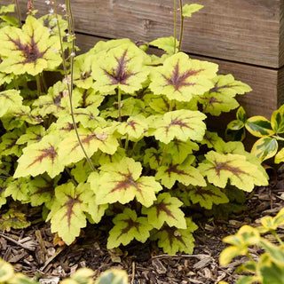Catching Fire Heucherella