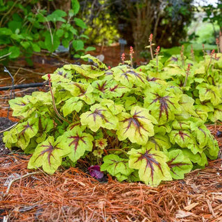 Catching Fire Heucherella
