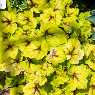 Catching Fire Heucherella