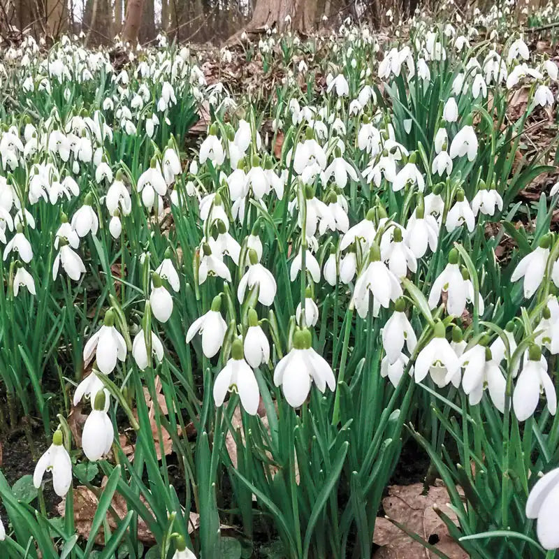 Snowdrops