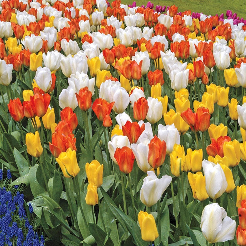 Fosteriana Tulip Mixed Early Bloomers