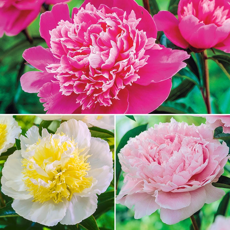 Exceptionally Fragrant Peony Trio