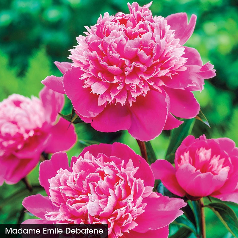 Exceptionally Fragrant Peony Trio