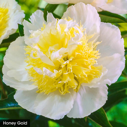 Exceptionally Fragrant Peony Trio