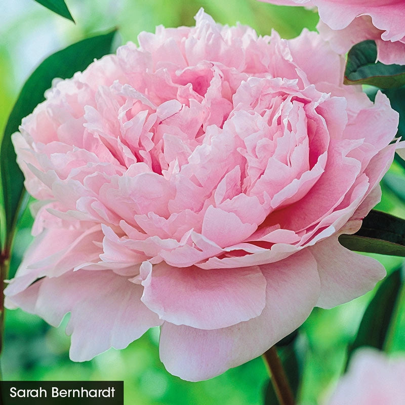 Exceptionally Fragrant Peony Trio