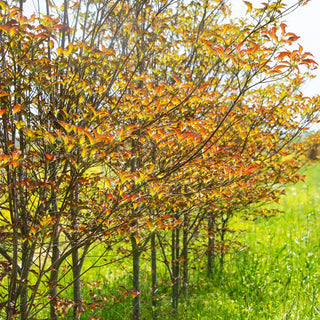 Raging Red Flowering Dogwood Tree