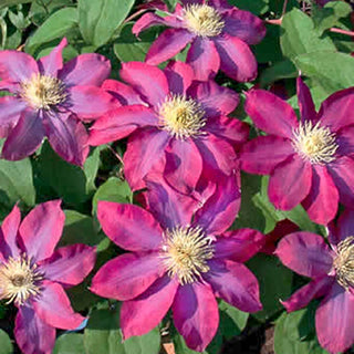 Clematis Star Burst