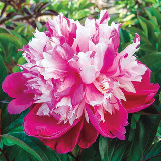Daydream™ Peony
