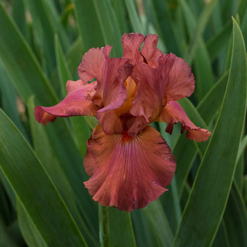 Pop Star Bearded German Iris