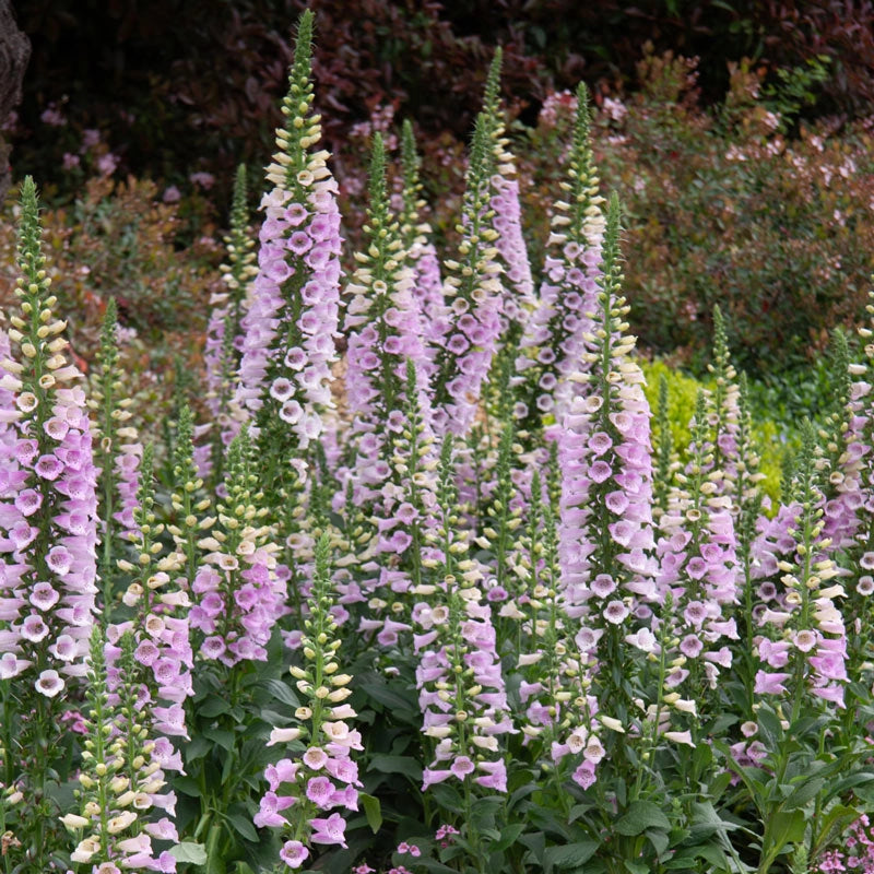 Camelot Lavender Foxglove Shop Foxglove Spring Hill Spring Hill camelot-lavender-foxglove-shop-foxglove-spring-hill-spring-hill