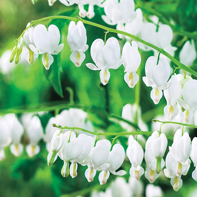 White Old-Fashioned Bleeding Heart