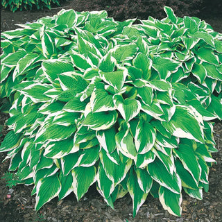 Hosta Albo Marginata