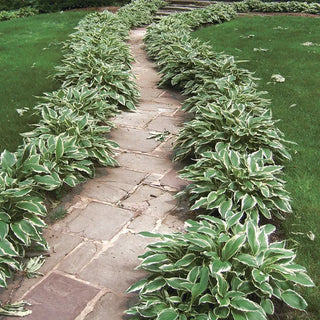 Hosta Albo Marginata