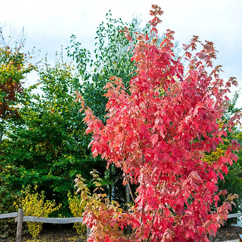 Autumn Blaze [R] Maple