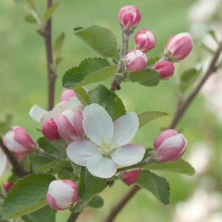 Apple Sundance™ (PP13819) STD