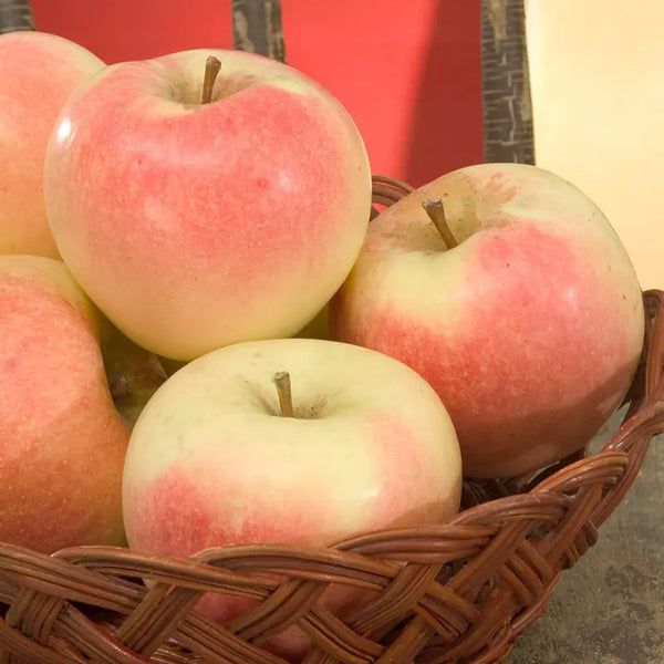 Apple - なす Shizuka Apple on G.11 - Cummins Nursery - Fruit Trees