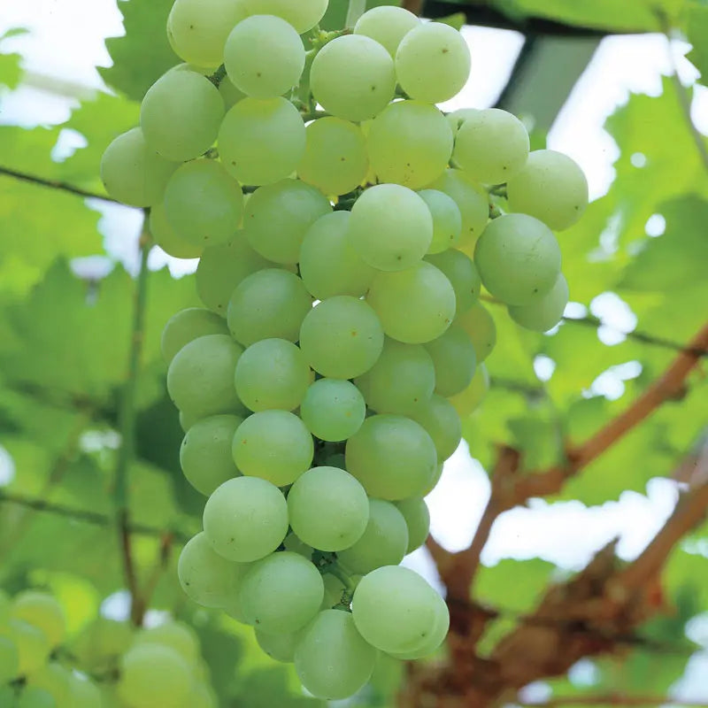 Thompson Grape Seedless - Shop Fruits | Spring Hill