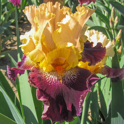 Burgundy Bohemian Kickstart ™ Bearded Iris