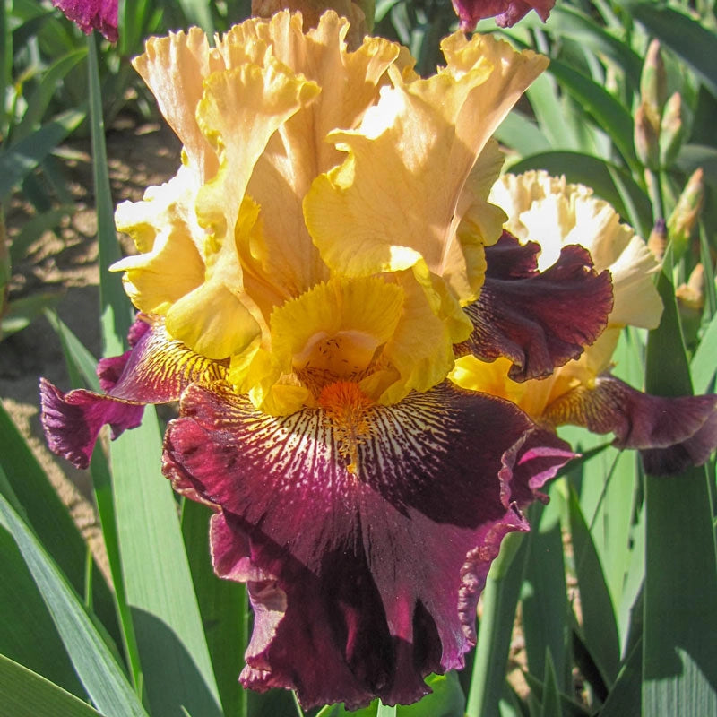 Burgundy Bohemian Bearded Iris