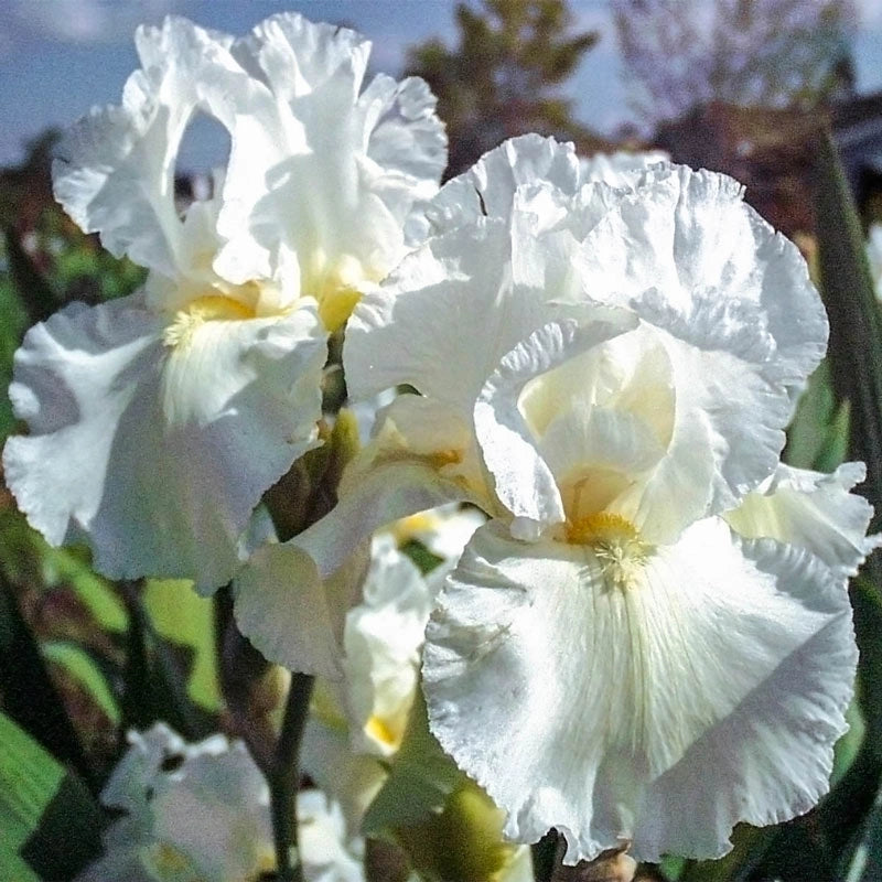 Frequent Flyer Reblooming Iris