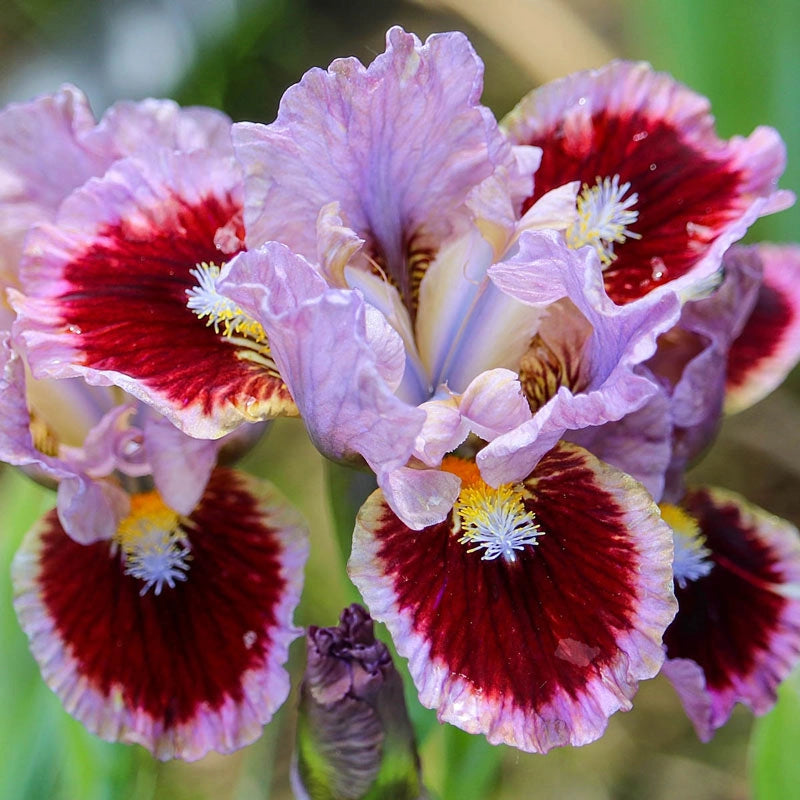 Going In Circles Kickstart ™ Dwarf Bearded Iris