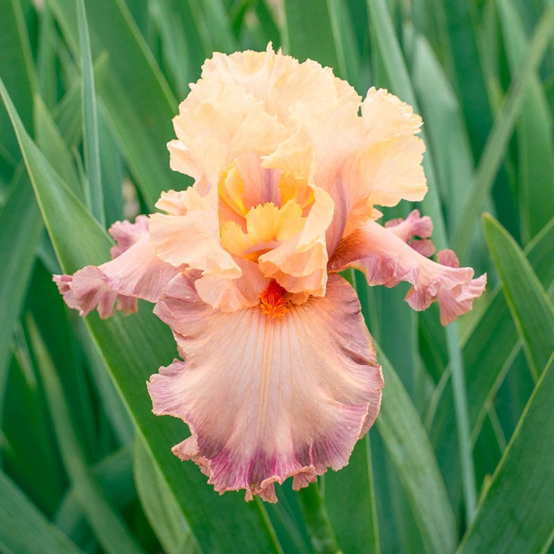 Poster Girl Kickstart ™ Bearded Iris