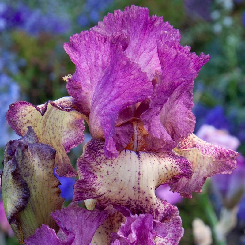 Rock Star Reblooming Iris