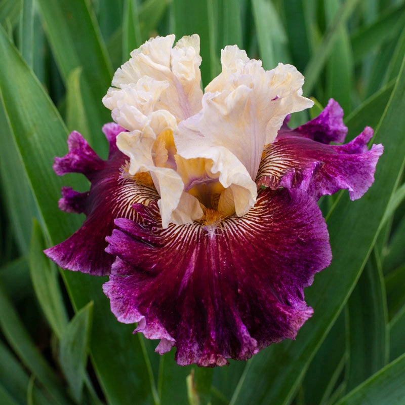 Royal Harlequin Bearded Iris