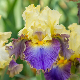 Style Traveller Bearded Iris