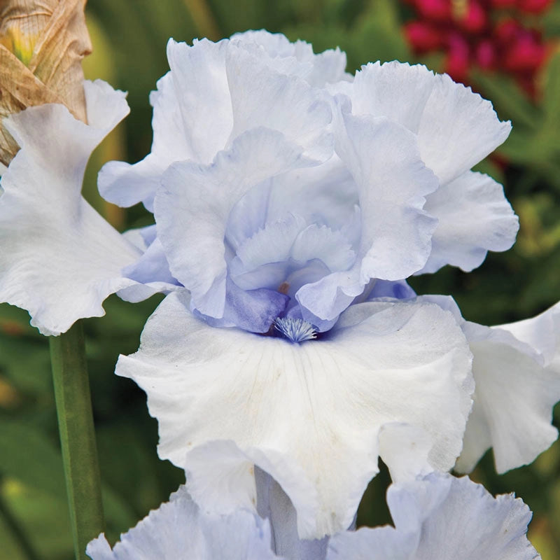 Winter Waltz Kickstart ™ Bearded Iris