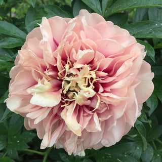 Caroline Constabel Itoh Peony