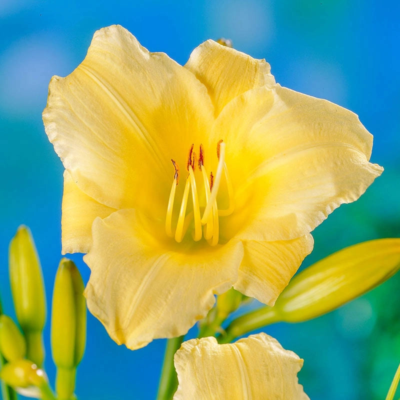 Bitsy Daylily