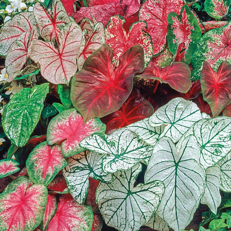 Mixed Fancy Leaf Caladiums