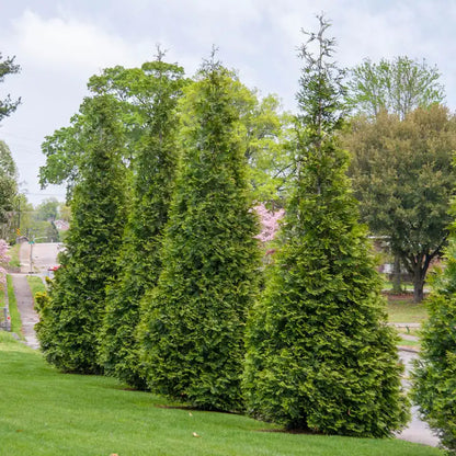 Green Giant Arborvitae Hedge