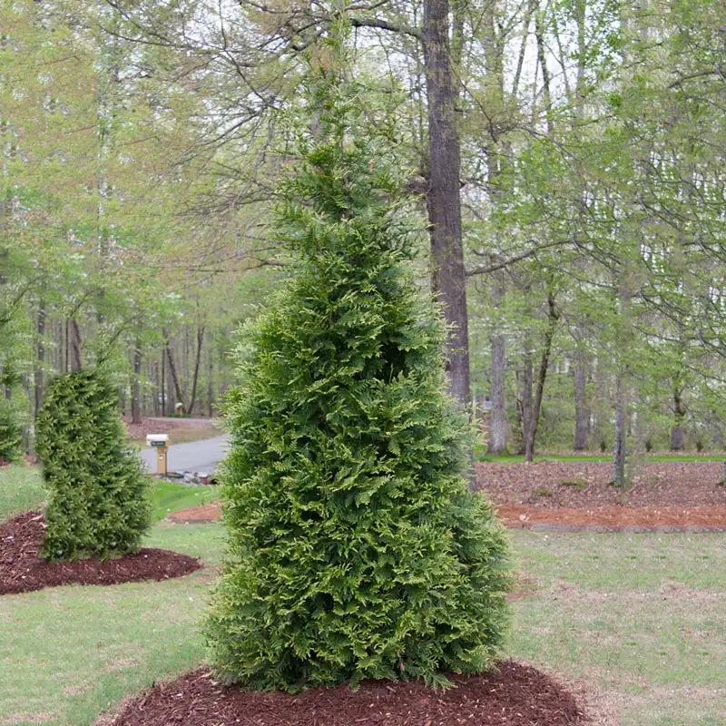thuja plant indoor or outdoor Direct Gardening Green Giant Arborvitae Tree Live Evergreen Shrub, 3-Gallon Potted Plant, 3' to 4' Tall, 3 Pack