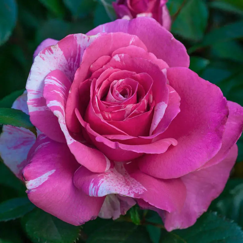 Grandiflora Roses - Shop Grandiflora Rose Bushes | Spring Hill – Spring ...