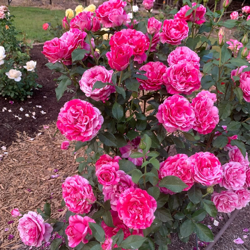 Parade Day Grandiflora Rose