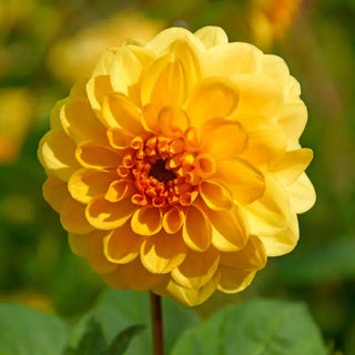 Golden Scepter Dahlia