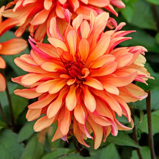 Gallery Art Deco Dahlia