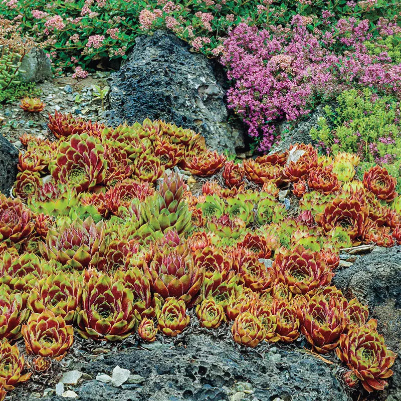 hen and chick succulent flower Commander Hay Hens & Chicks