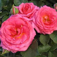 Time After Time™ Floribunda Rose – Spring Hill Nurseries