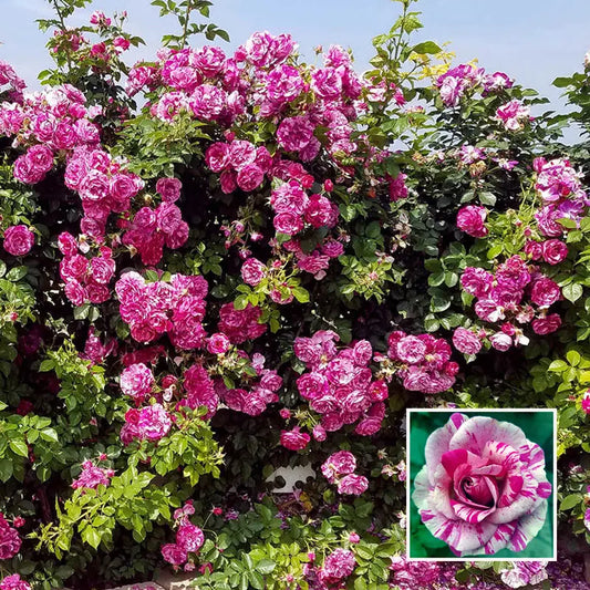 トップス soorploom rosebud 2y 93345.webp?v=1705594314&width=533
