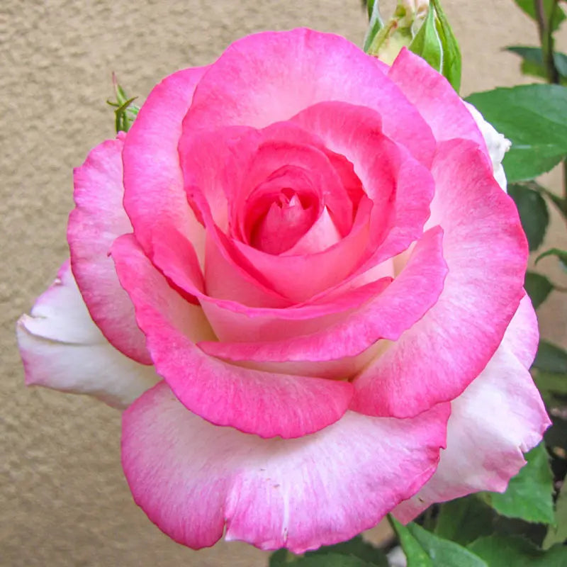 Angelic Veil™ Hybrid Tea Rose – Spring Hill Nurseries