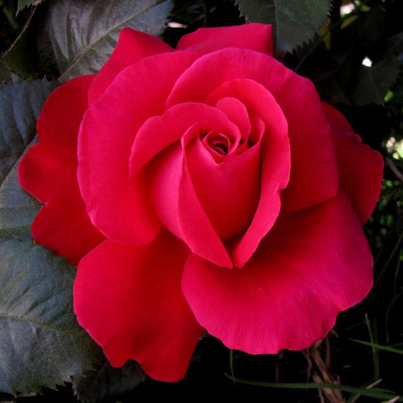 In Love Again™ Hybrid Tea Rose – Spring Hill Nurseries