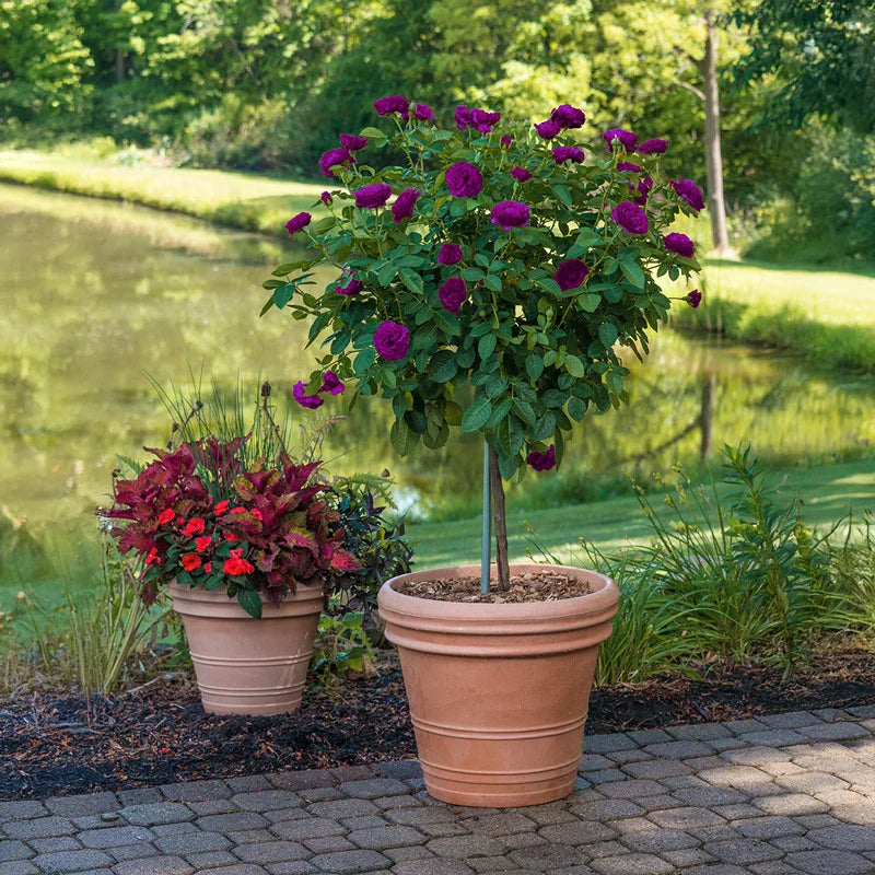 Ebb Tide ® Tree Rose – Spring Hill Nurseries