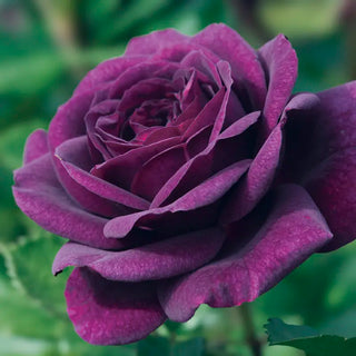Ebb Tide™ Floribunda Rose
