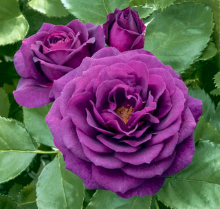 Ebb Tide™ Floribunda Rose