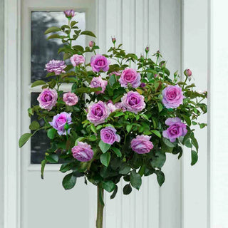 Violet's Pride ™ Tree Rose